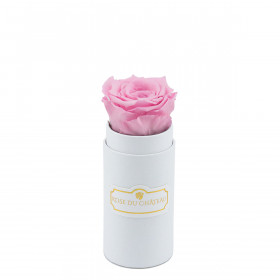 Rosa eterna rosa pallido in flowerbox bianco mini