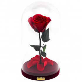 Rose eterna rossa la bella e la bestia