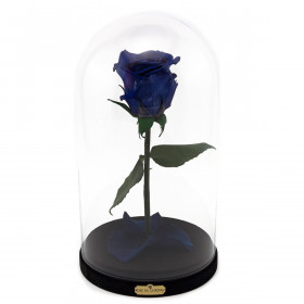 Rosa eterna blu la bella e la bestia