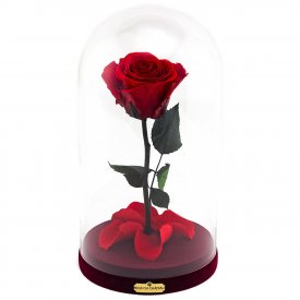 Rote Ewige Rose Die Schöne & Das Biest