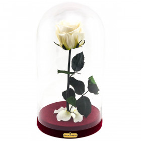Enhanced White Rose Beauty & The Beast