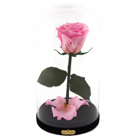 Enhanced Pale Pink Rose Beauty & The Beast