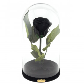 Enhanced Black Rose Beauty & The Beast