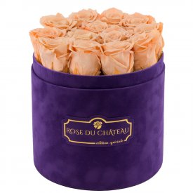 Čajové věčné růže ve fialovém semišovém flowerboxu