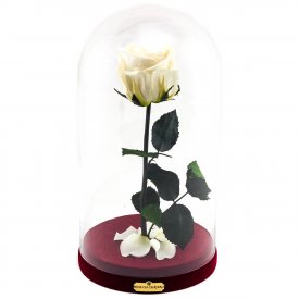 Enhanced White Rose Beauty & The Beast