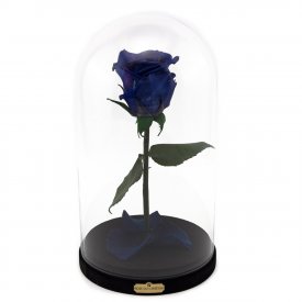Enhanced Blue Rose Beauty & The Beast
