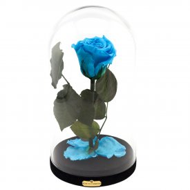 Enhanced Azure Rose Beauty & The Beast