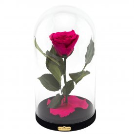 Enhanced Pink Rose Beauty & The Beast